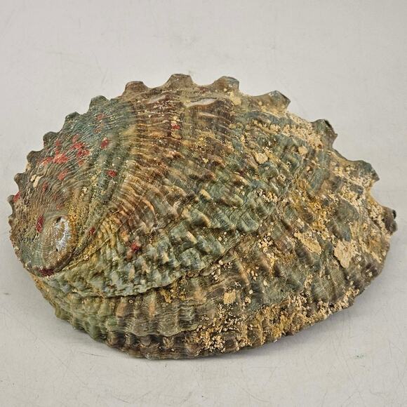 Vintage Large Abalone Shell Seashell Jewelry Making Crafts 6.5 Inches - Picture 4 of 4
